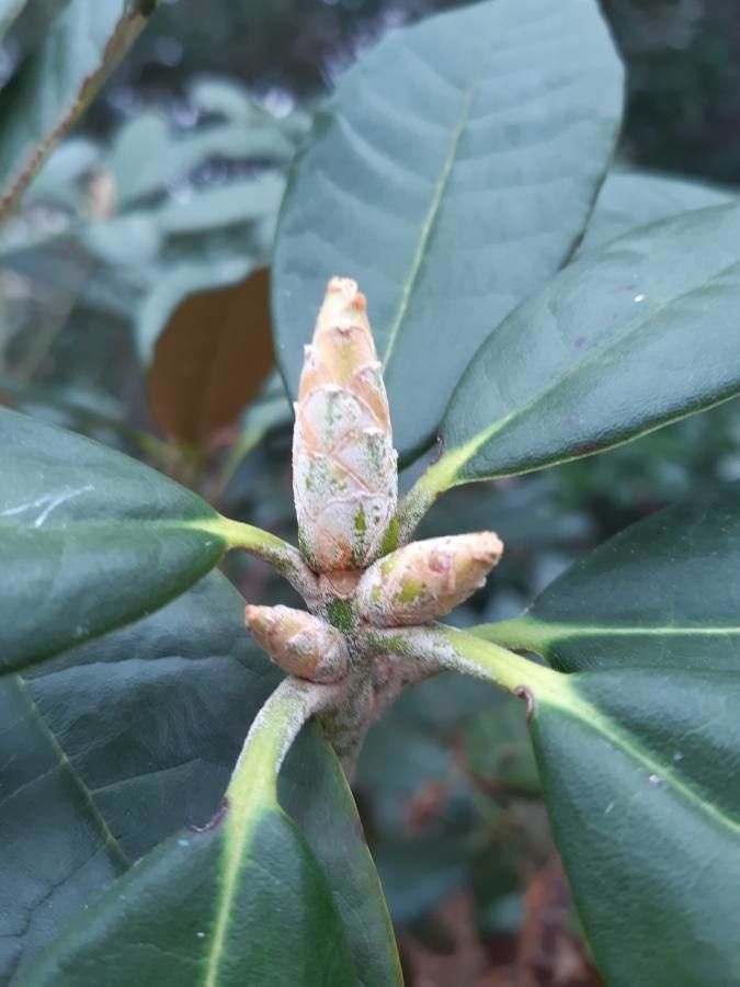 Rhododendron niveum other