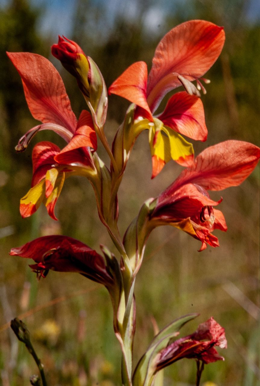 Gladiolus alatus flower