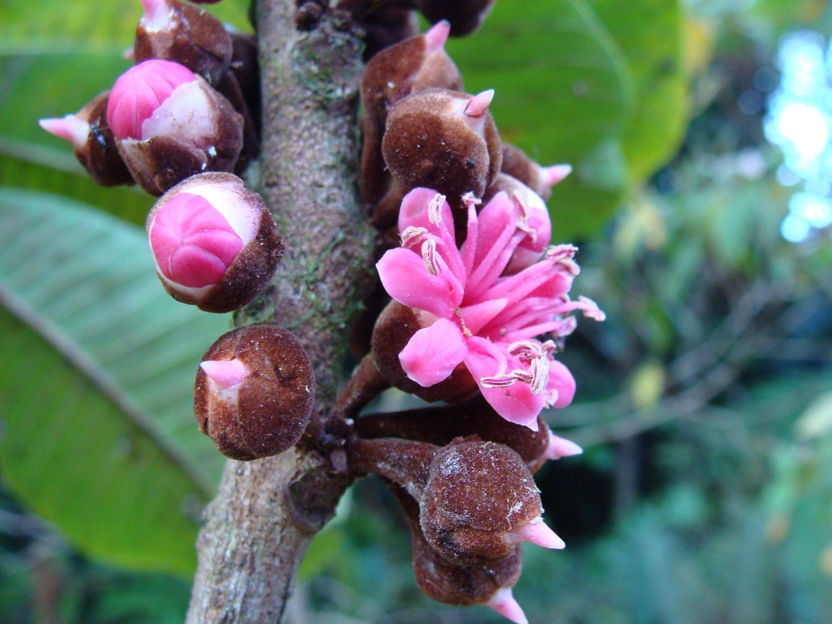 Pycnandra benthamii flower