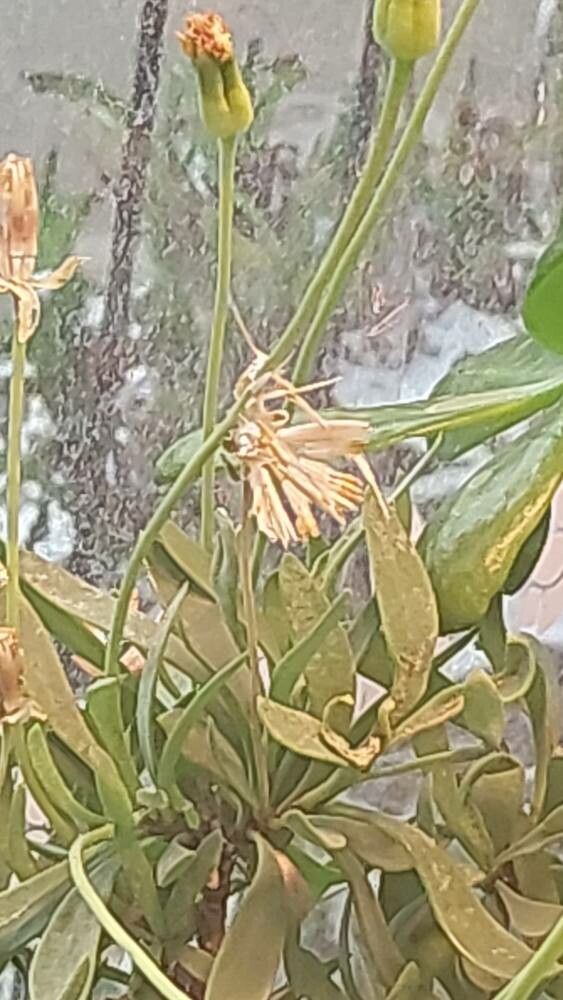Othonna arborescens flower