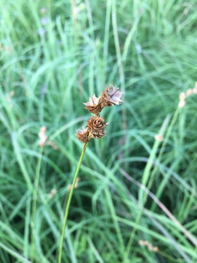 Carex subbracteata — houseplant care guide