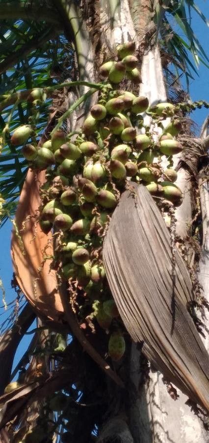 Syagrus coronata fruit