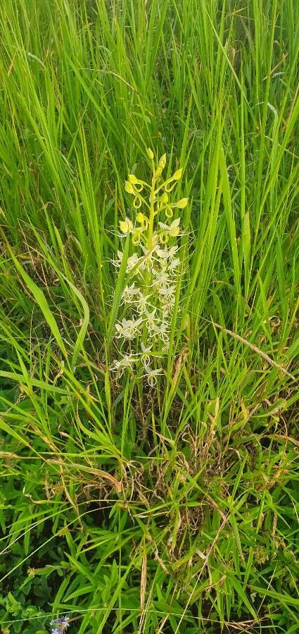 Habenaria helicoplectrum habit