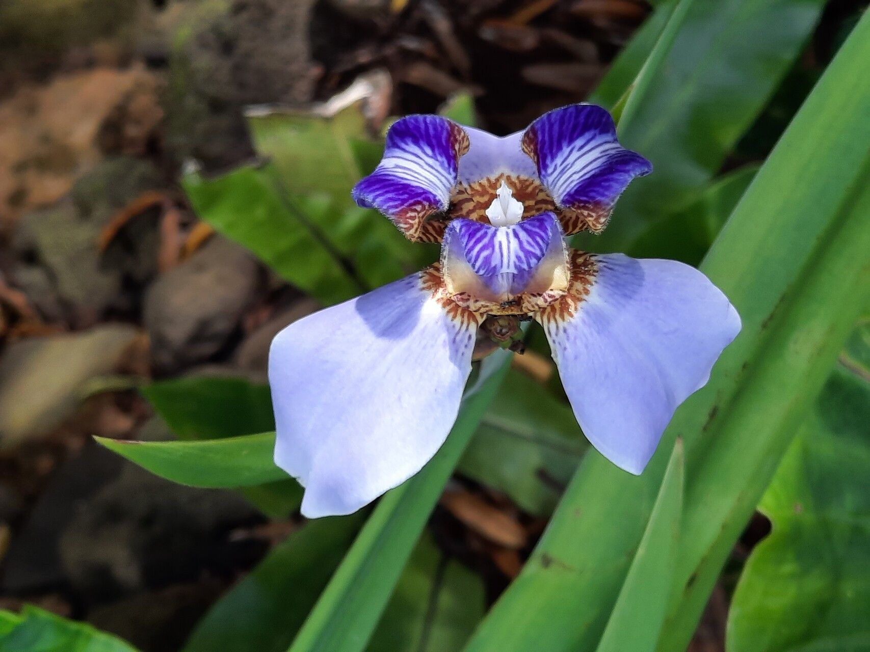 Neomarica northiana flower