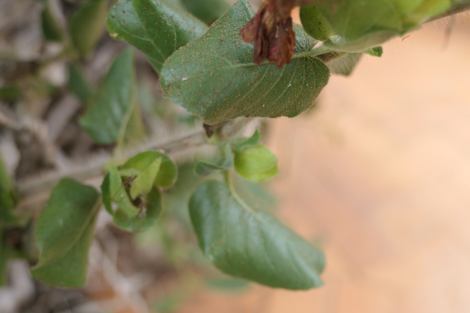 Petalidium bracteatum — related species from the same genus