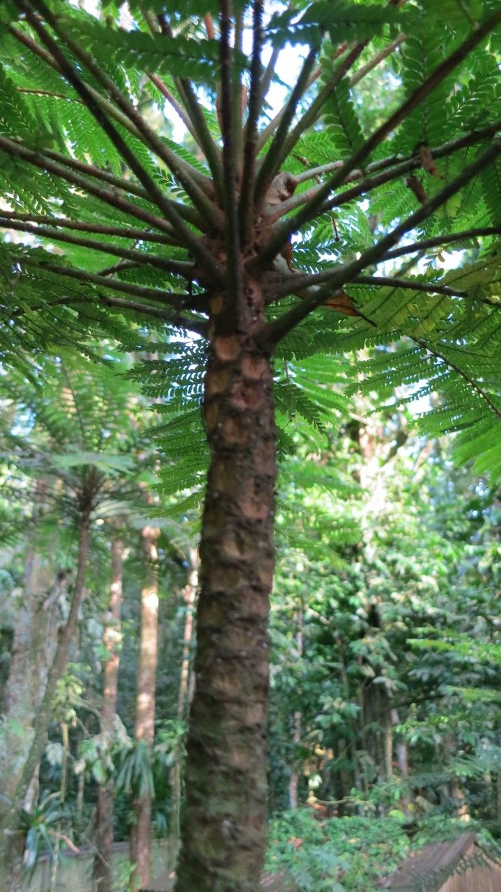 Phyllanthus mimosoides bark