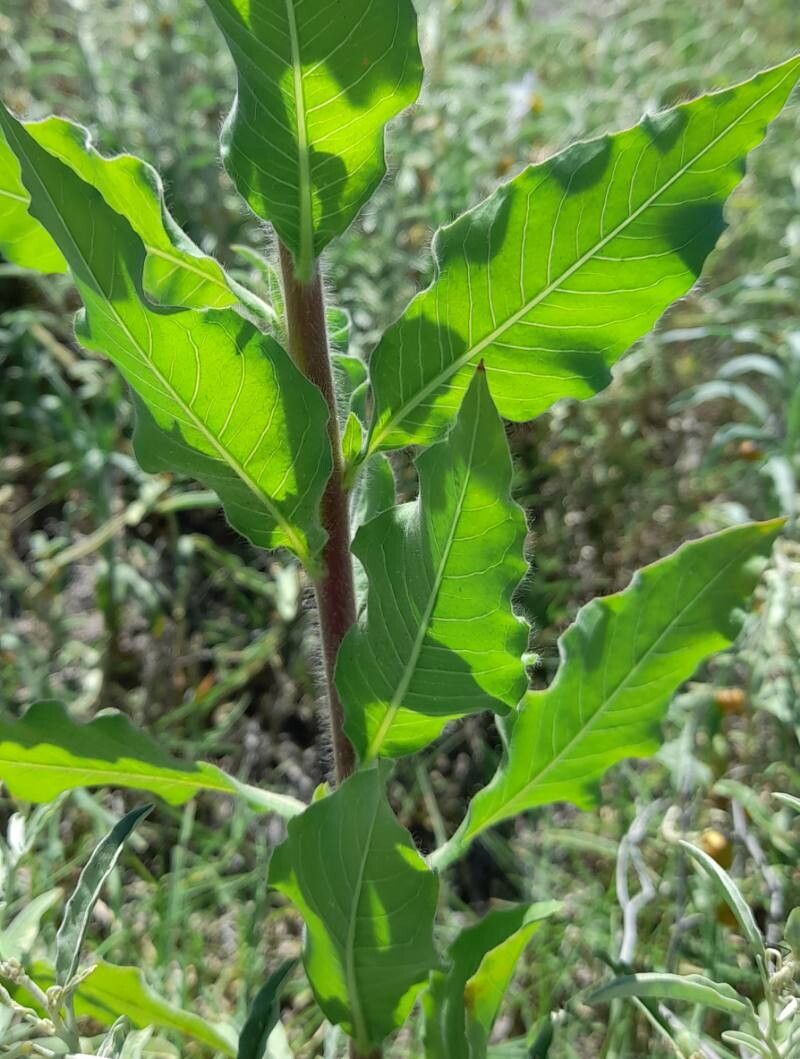 Oenothera curtiflora — search result for 'Oenothera'