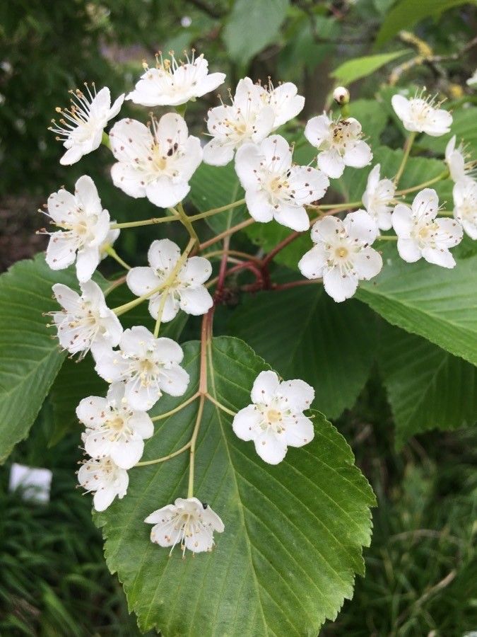 Sorbus alnifolia flower