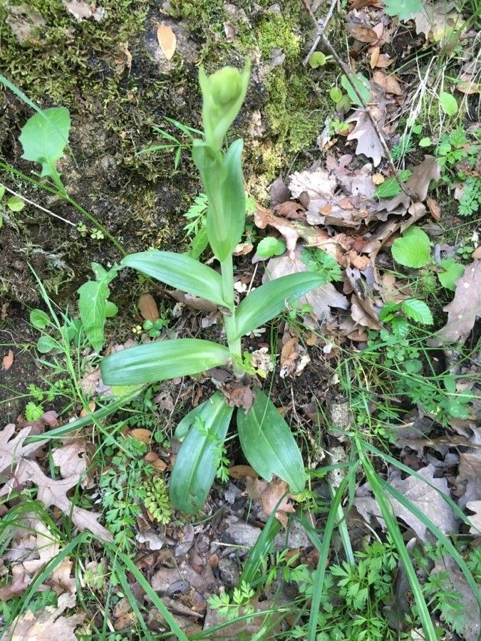 Platanthera aquilonis — related species from the same genus