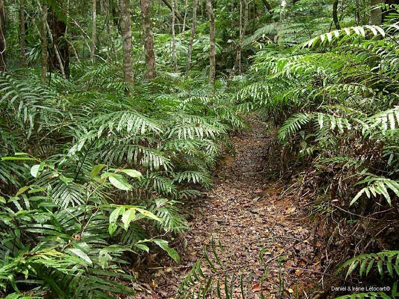 Blechnum corbassonii habit