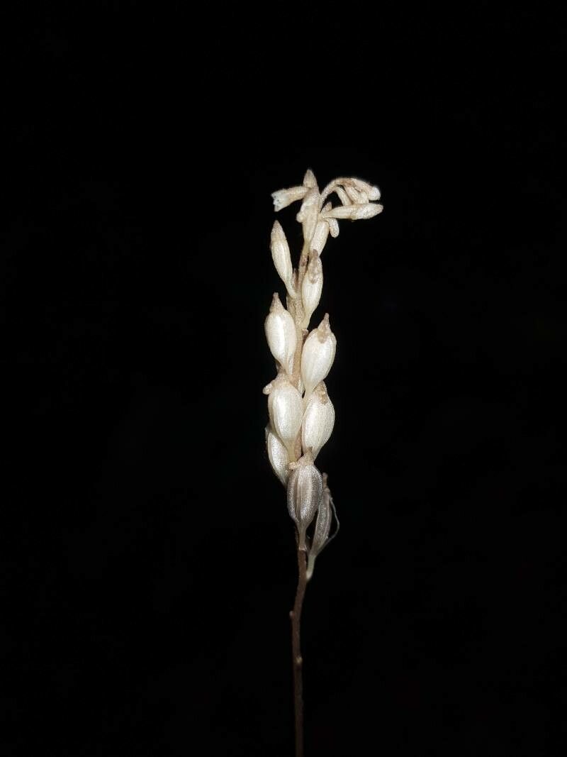 Wullschlaegelia calcarata — related species from the same genus