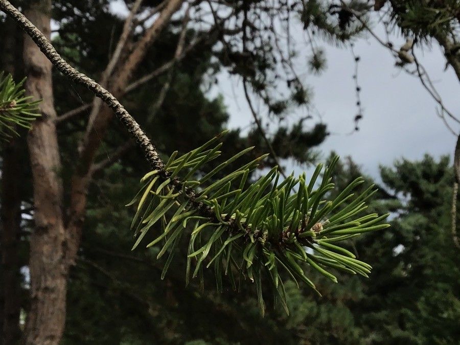 Pinus banksiana leaf