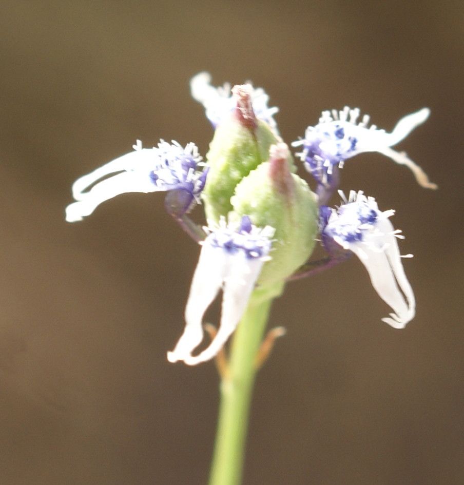Nigella nigellastrum flower
