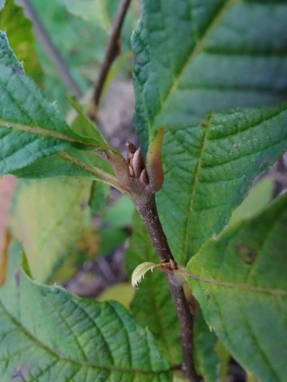 Meliosma flexuosa leaf