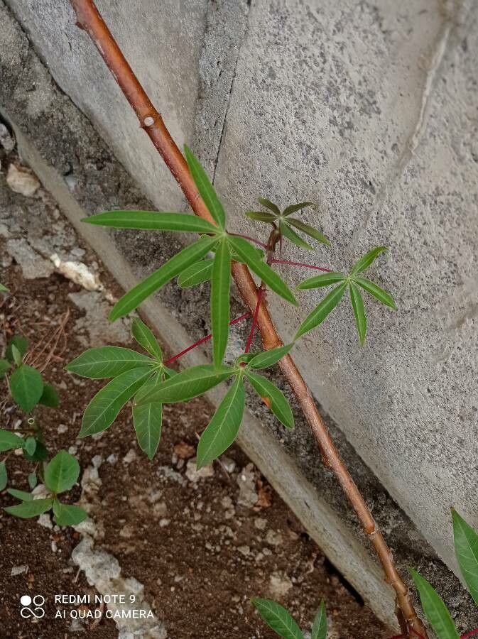 Zanthoxylum punctatum — search result for 'Rutaceae'