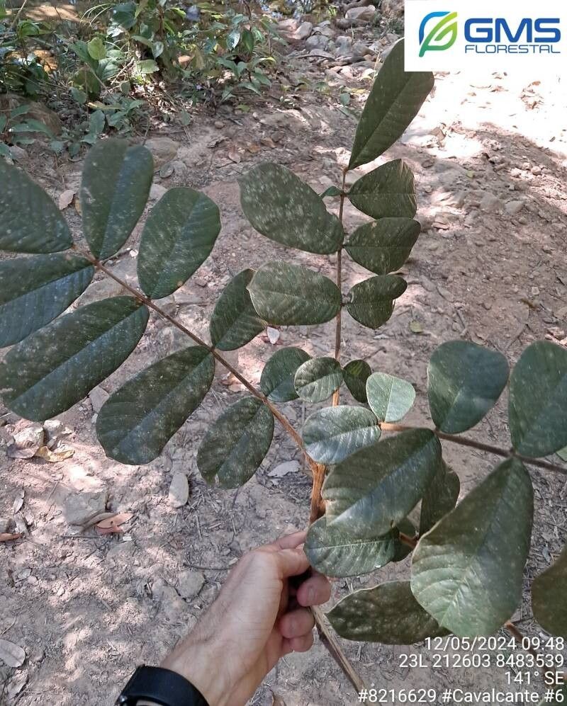 Ormosia fastigiata leaf