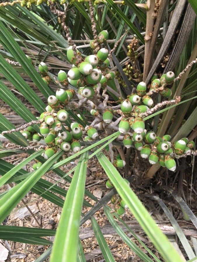 Syagrus werdermannii fruit
