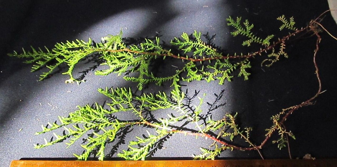 Selaginella hoffmannii other
