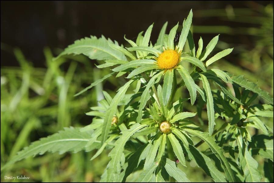 Bidens radiata flower