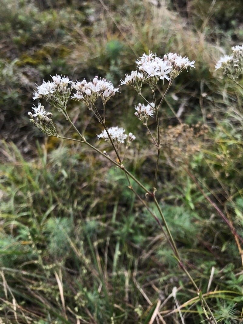 Gypsophila struthium habit