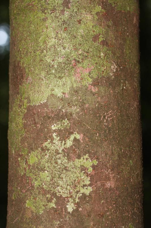 Pourouma mollis — houseplant care guide