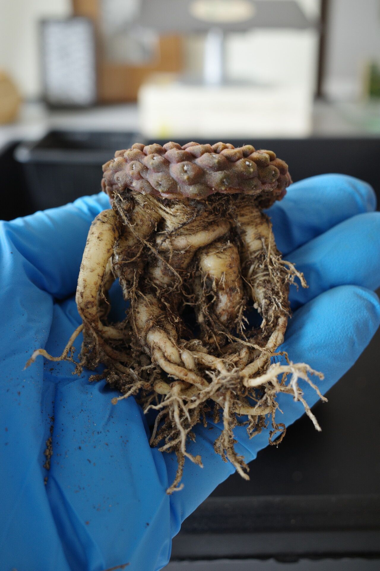 Eriosyce esmeraldana fruit