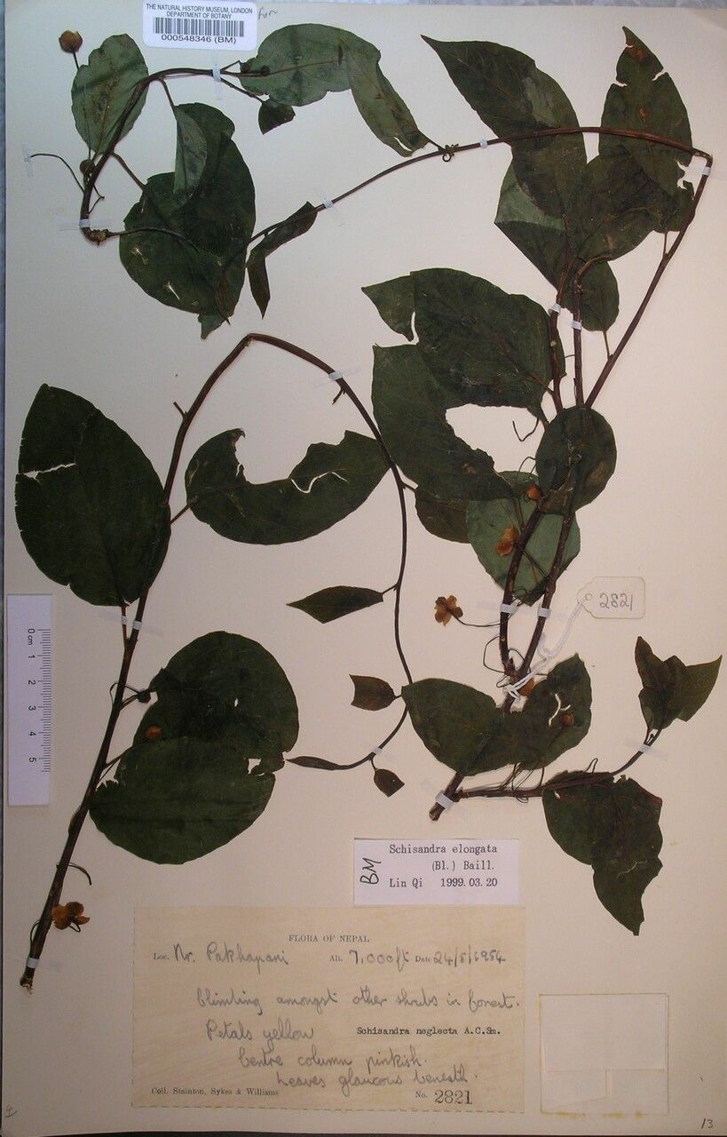 Schisandra neglecta other