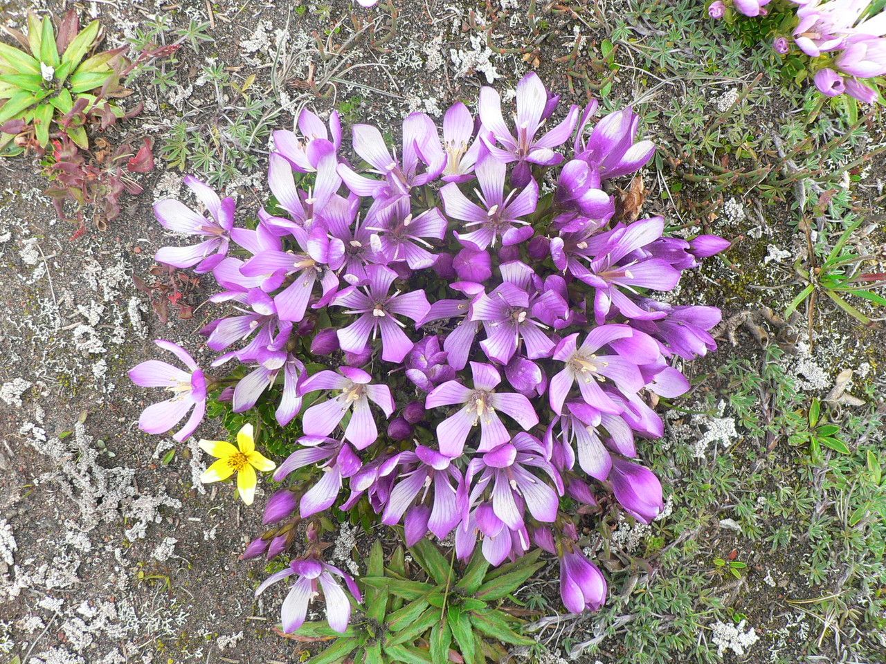 Gentianella cerastioides — search result for 'Gentianella'