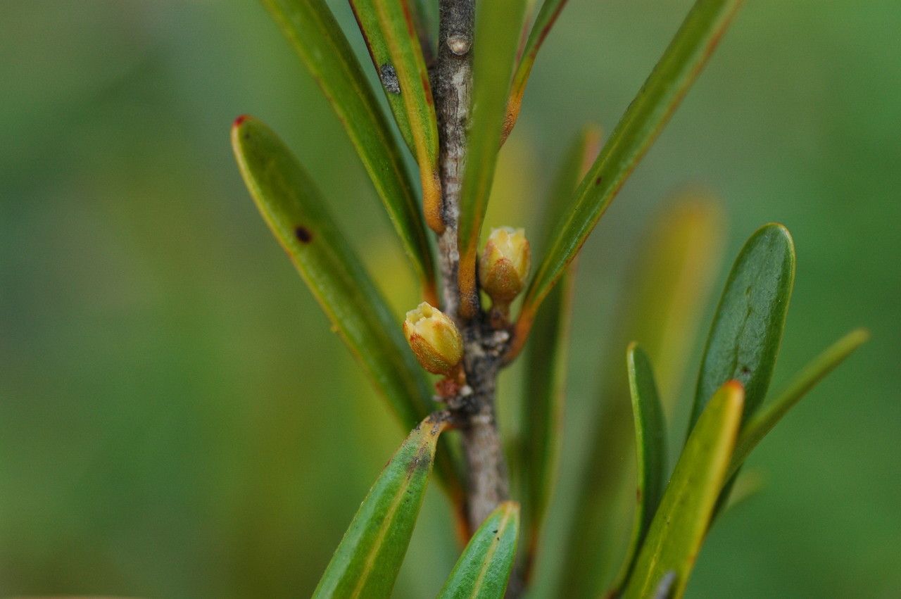 Planchonella minutiflora habit
