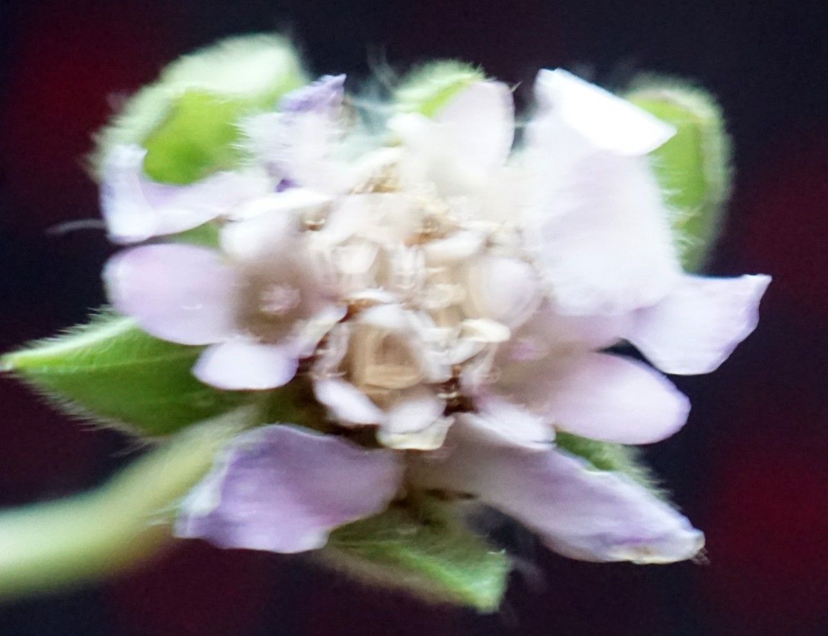 Knautia palaestina flower