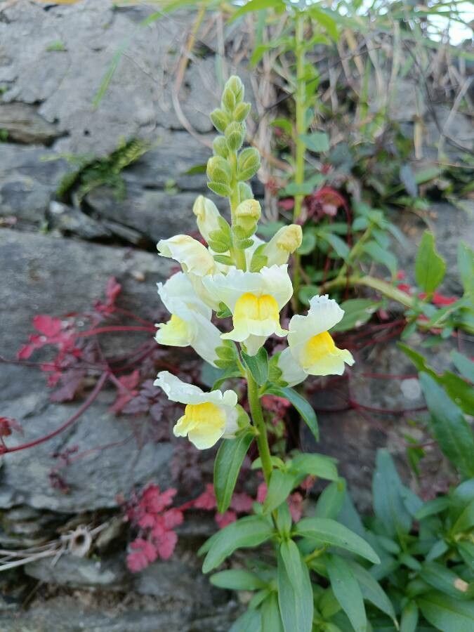 Antirrhinum latifolium flower