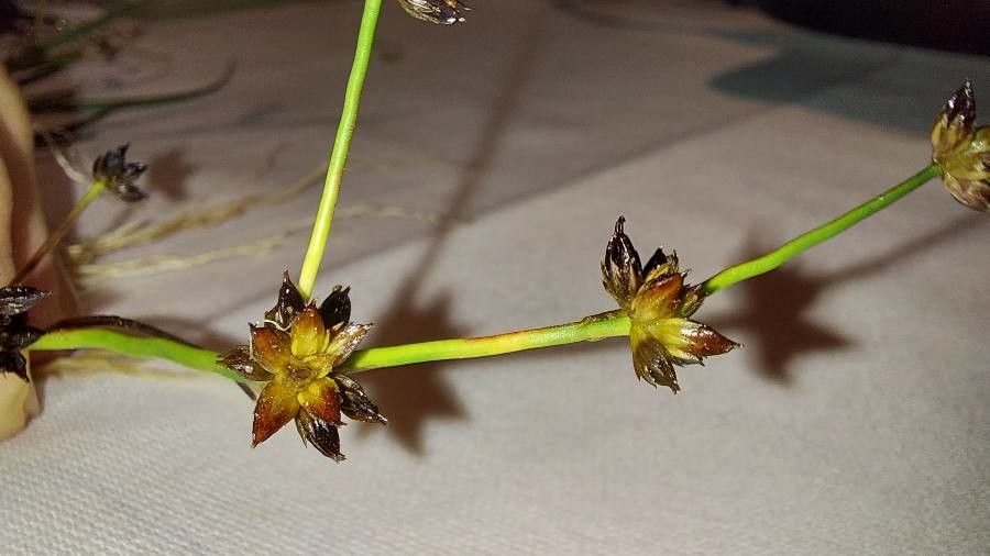 Juncus articulatus fruit