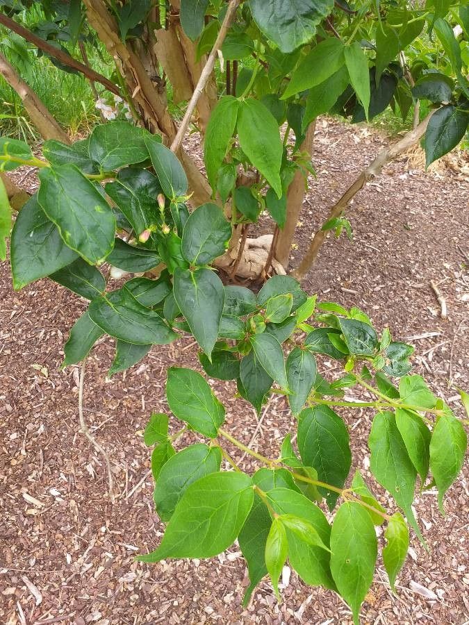 Dipelta floribunda — search result for 'Caprifoliaceae'