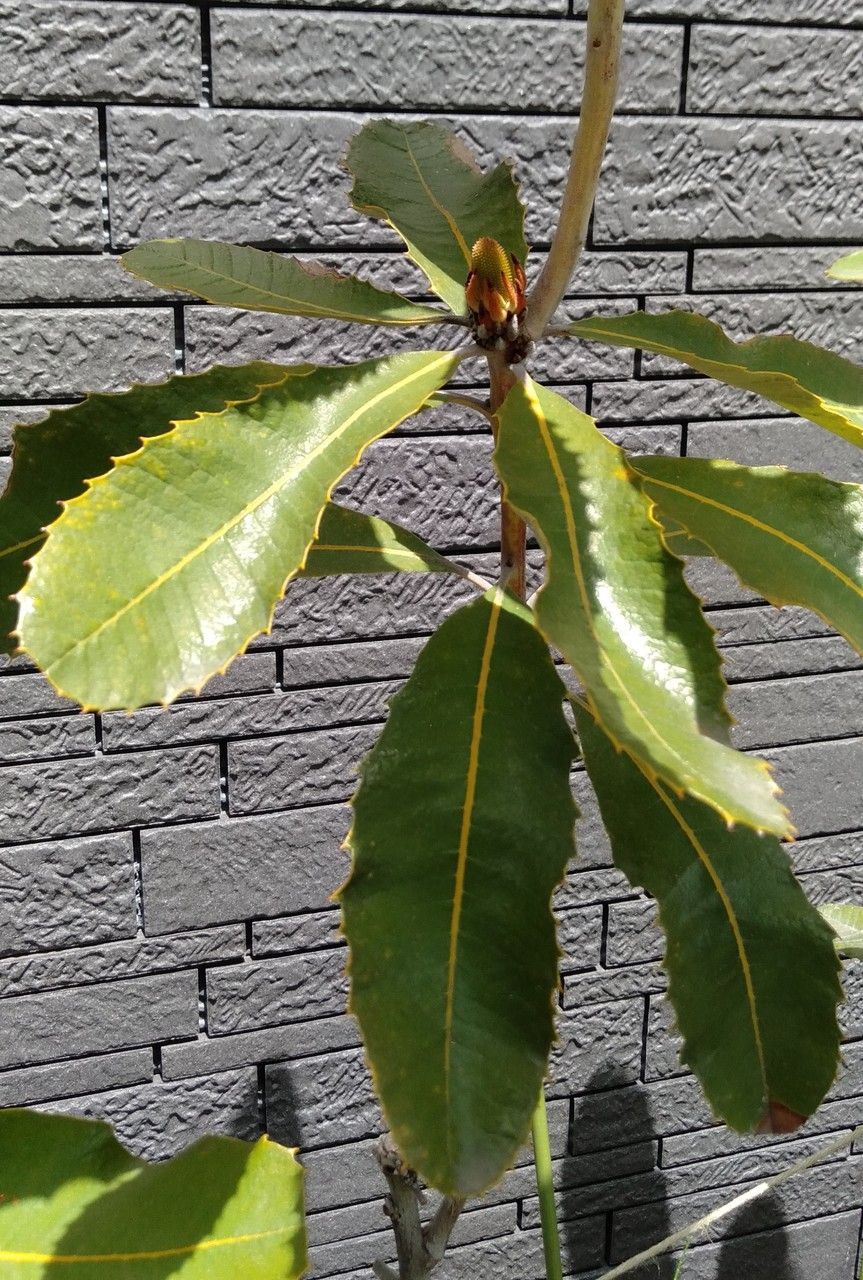 Banksia robur leaf