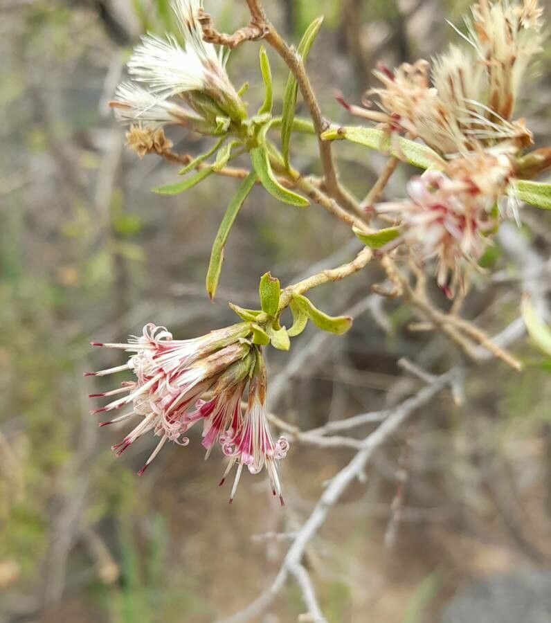 Gochnatia glutinosa flower