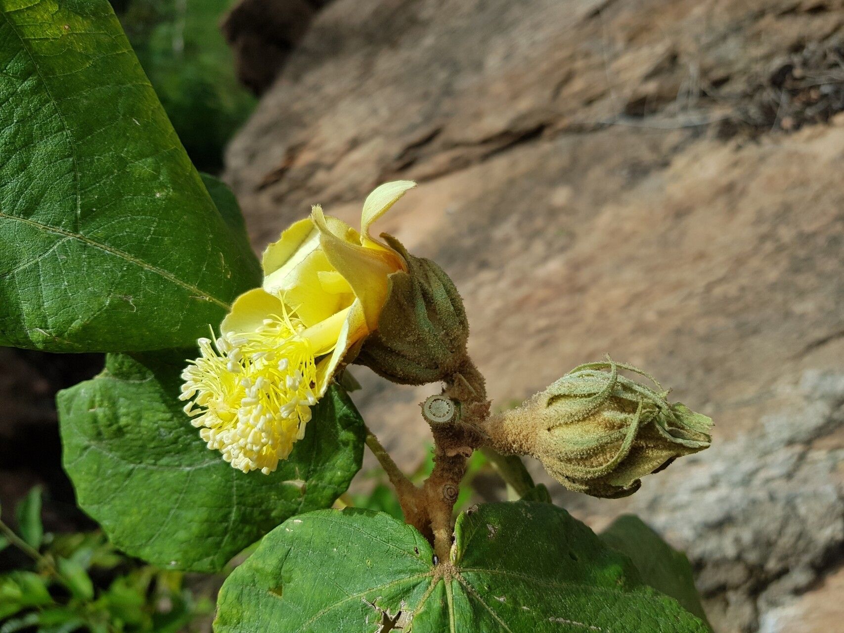 Hibiscus megistanthus flower