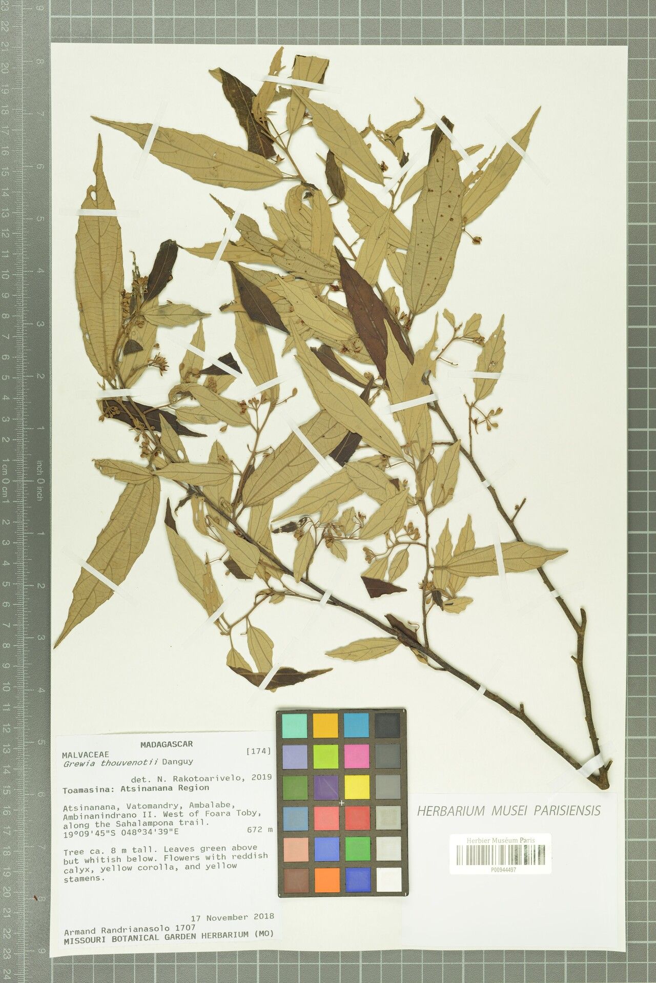 Grewia thouvenotii — houseplant care guide