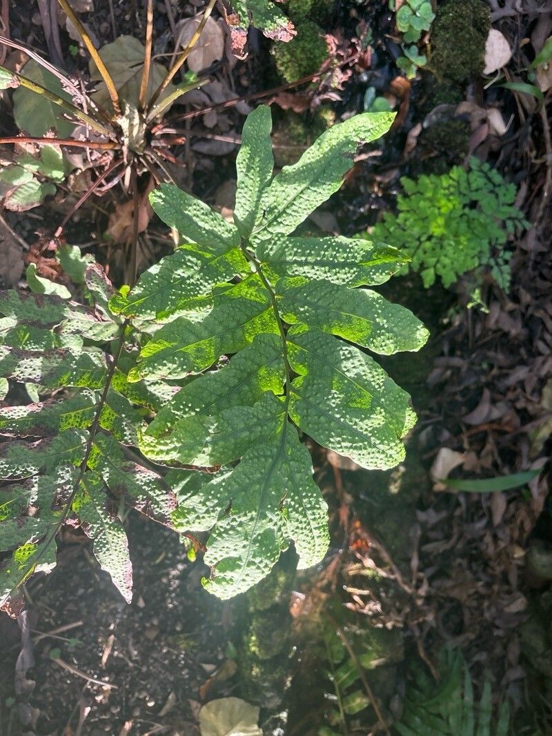 Tectaria incisa — houseplant care guide