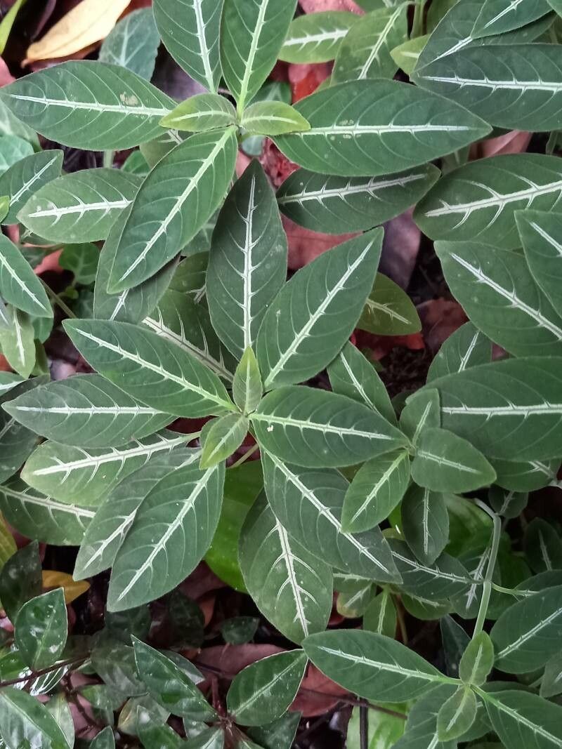 Ruellia devosiana leaf