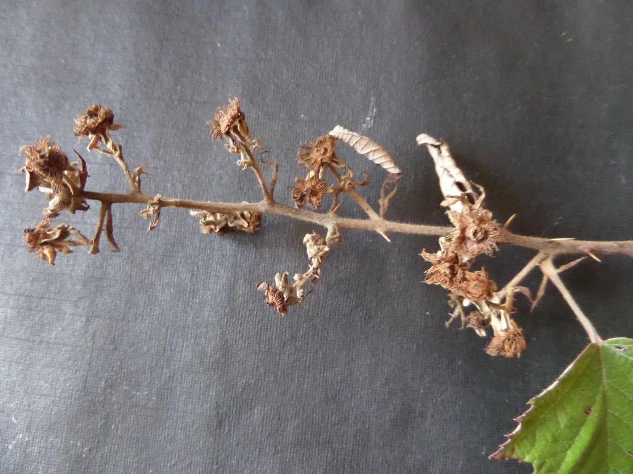 Rubus rossensis flower