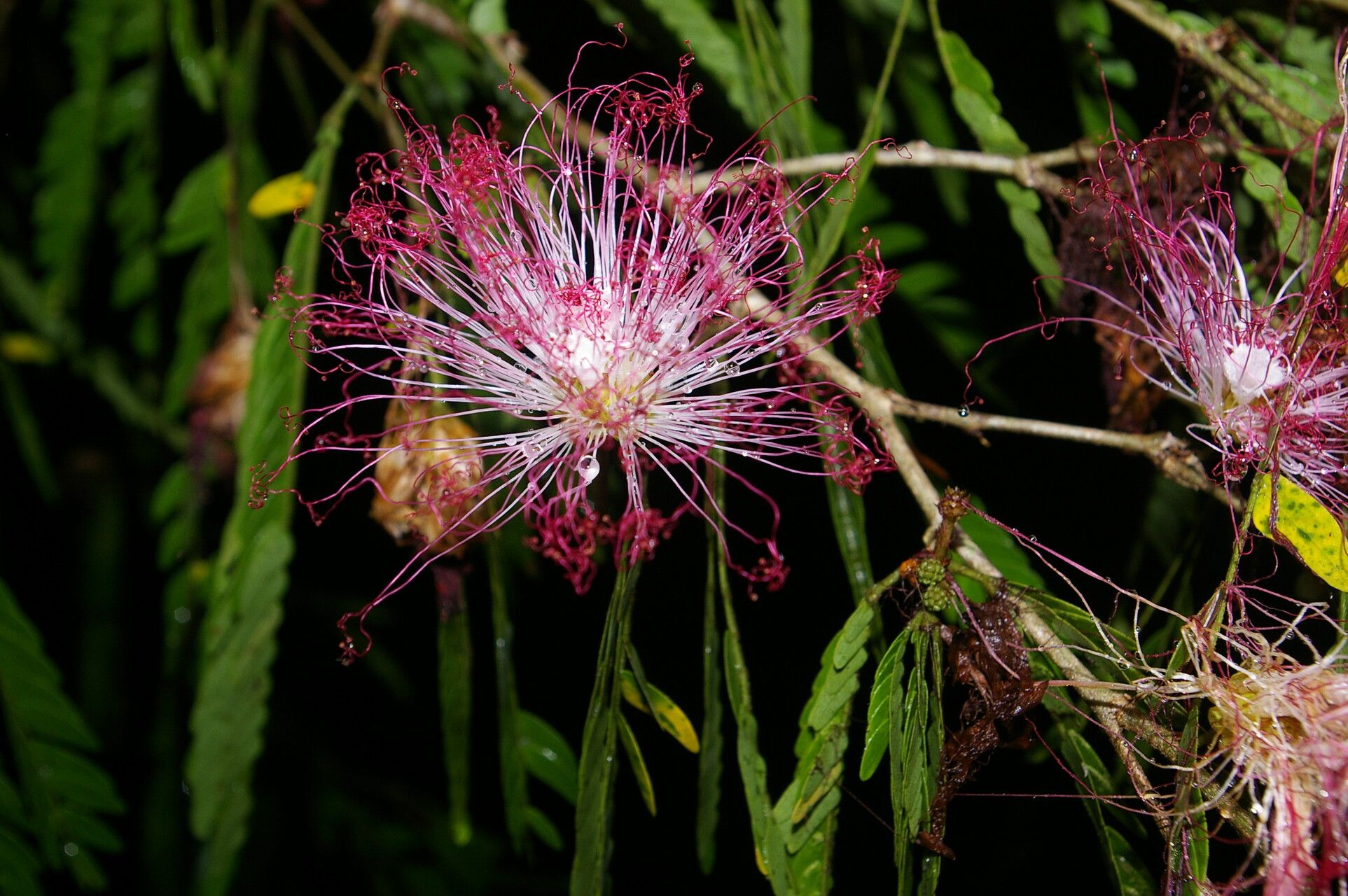 Calliandra magdalenae habit