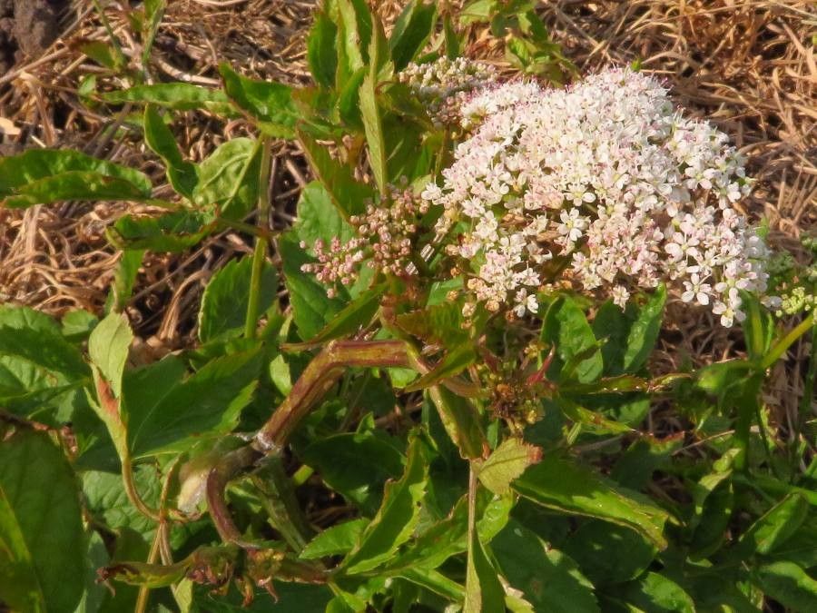 Ligusticum scoticum flower