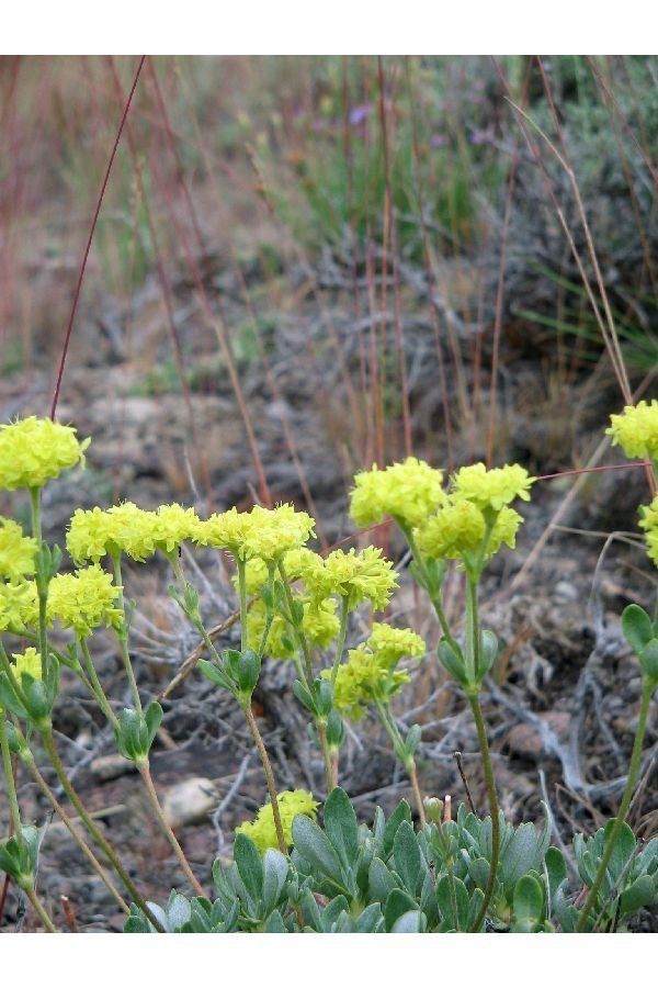 Eriogonum sphaerocephalum habit