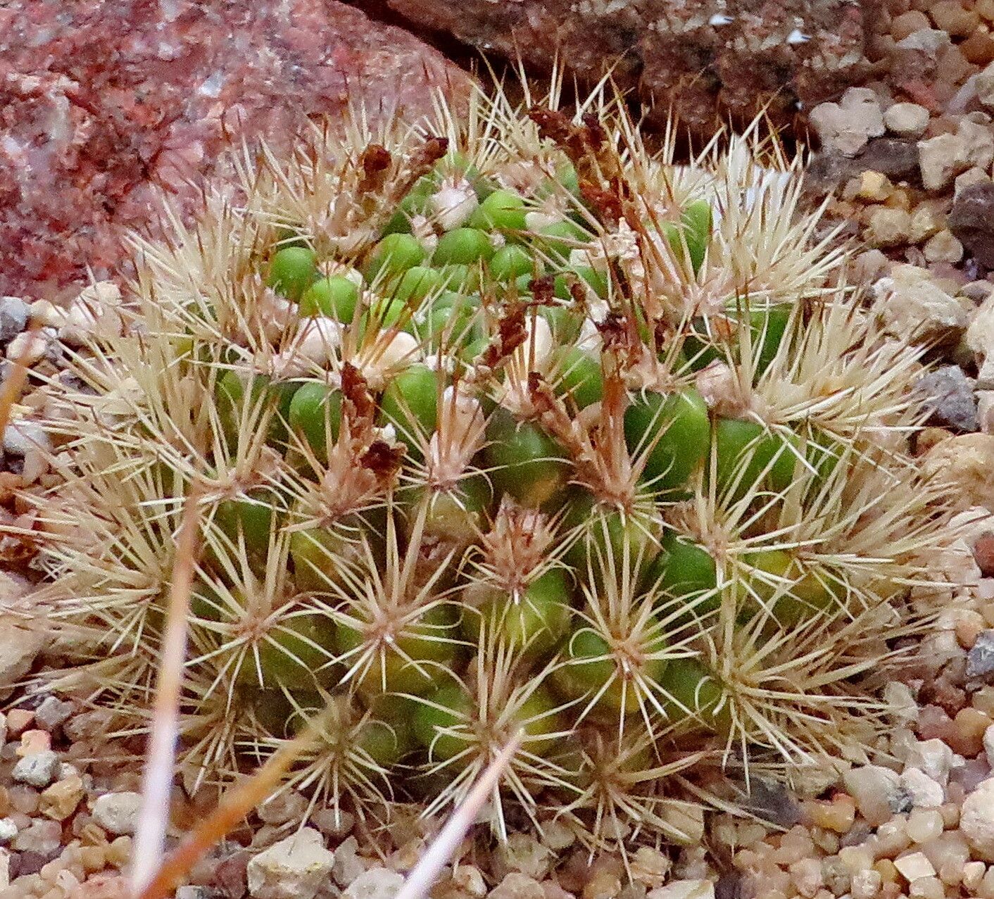 Leucostele atacamensis — related species from the same genus
