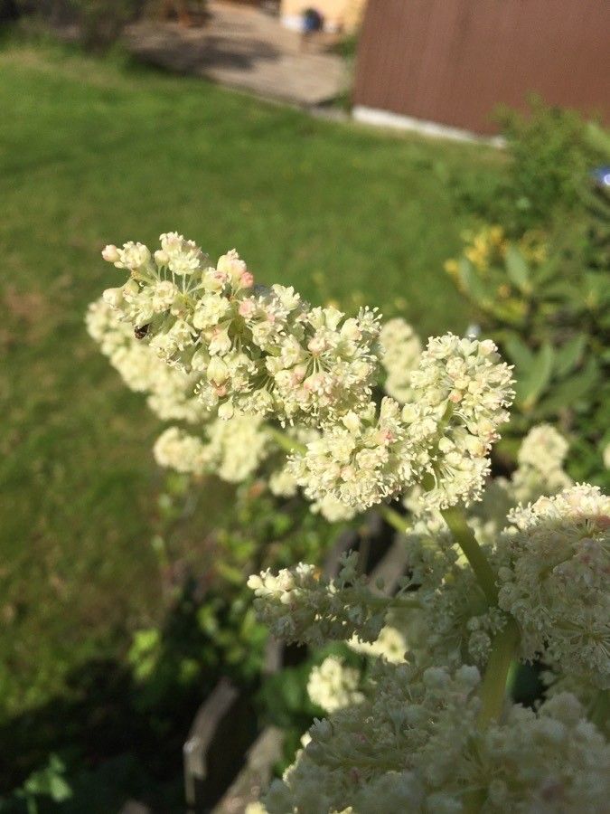 Rheum × hybridum flower