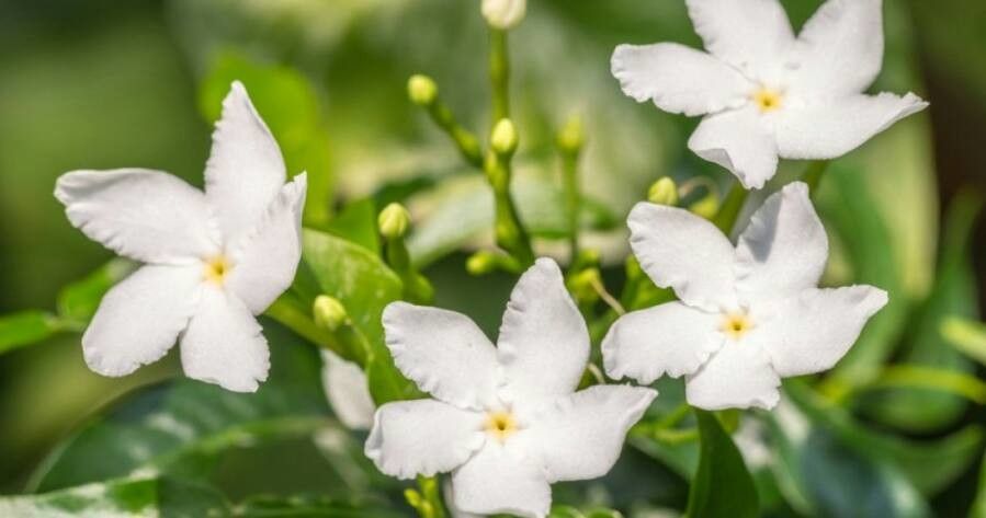 Tabernaemontana pandacaqui flower