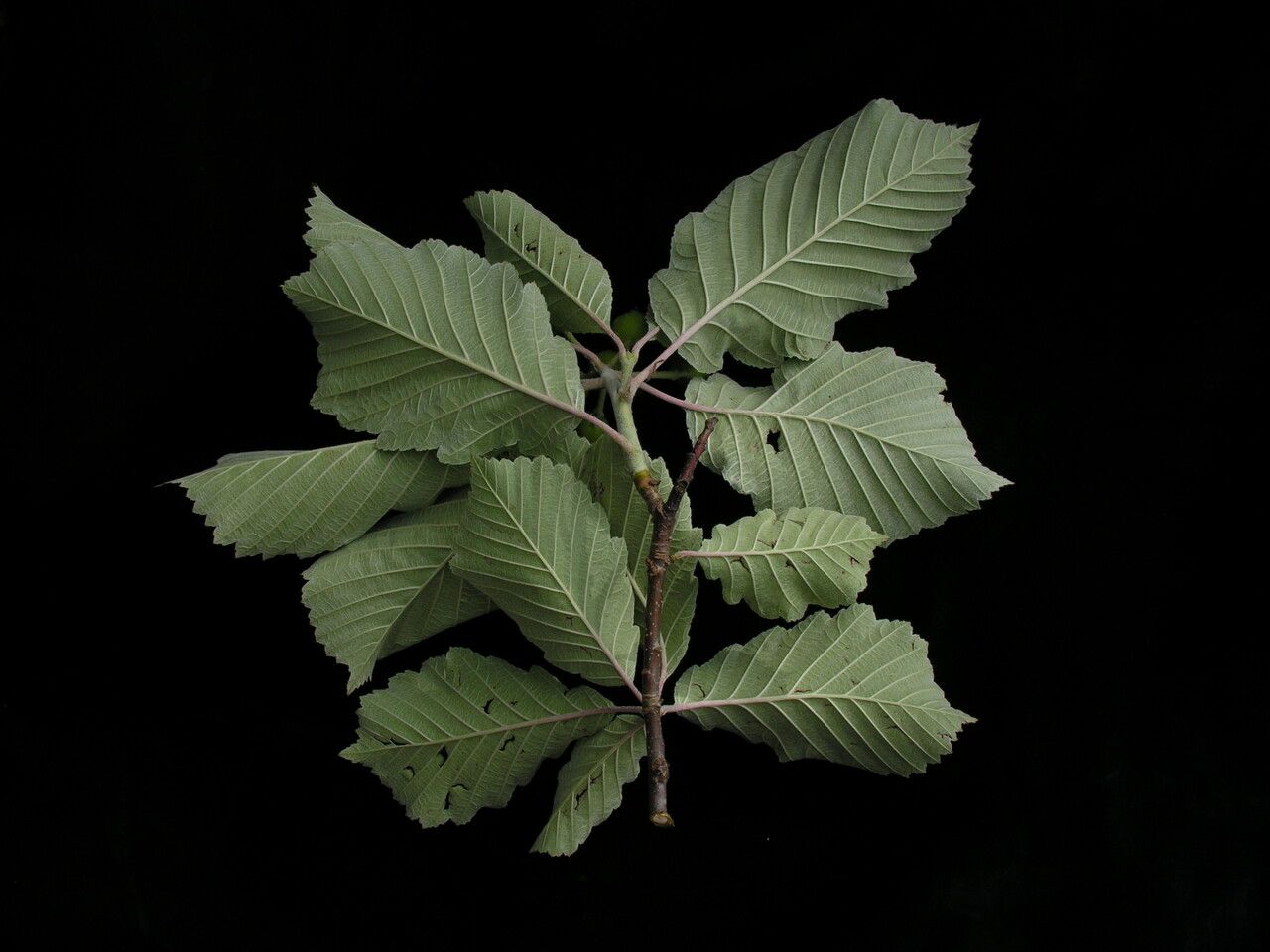 Sorbus lanata — houseplant care guide