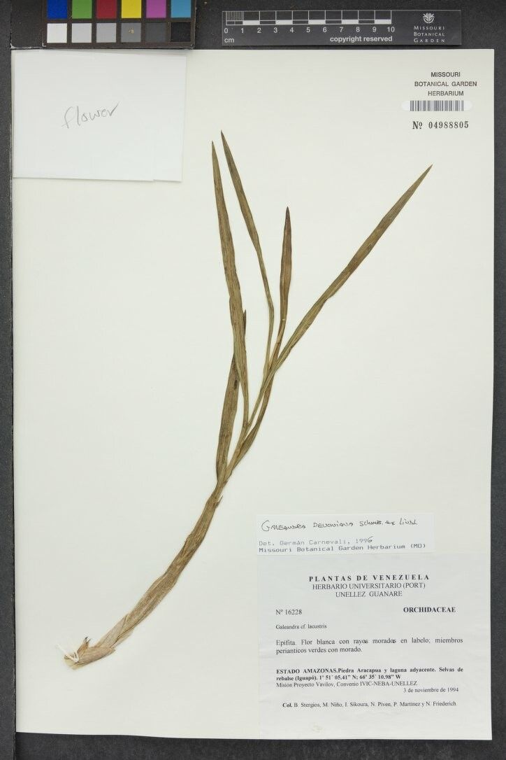 Galeandra devoniana other