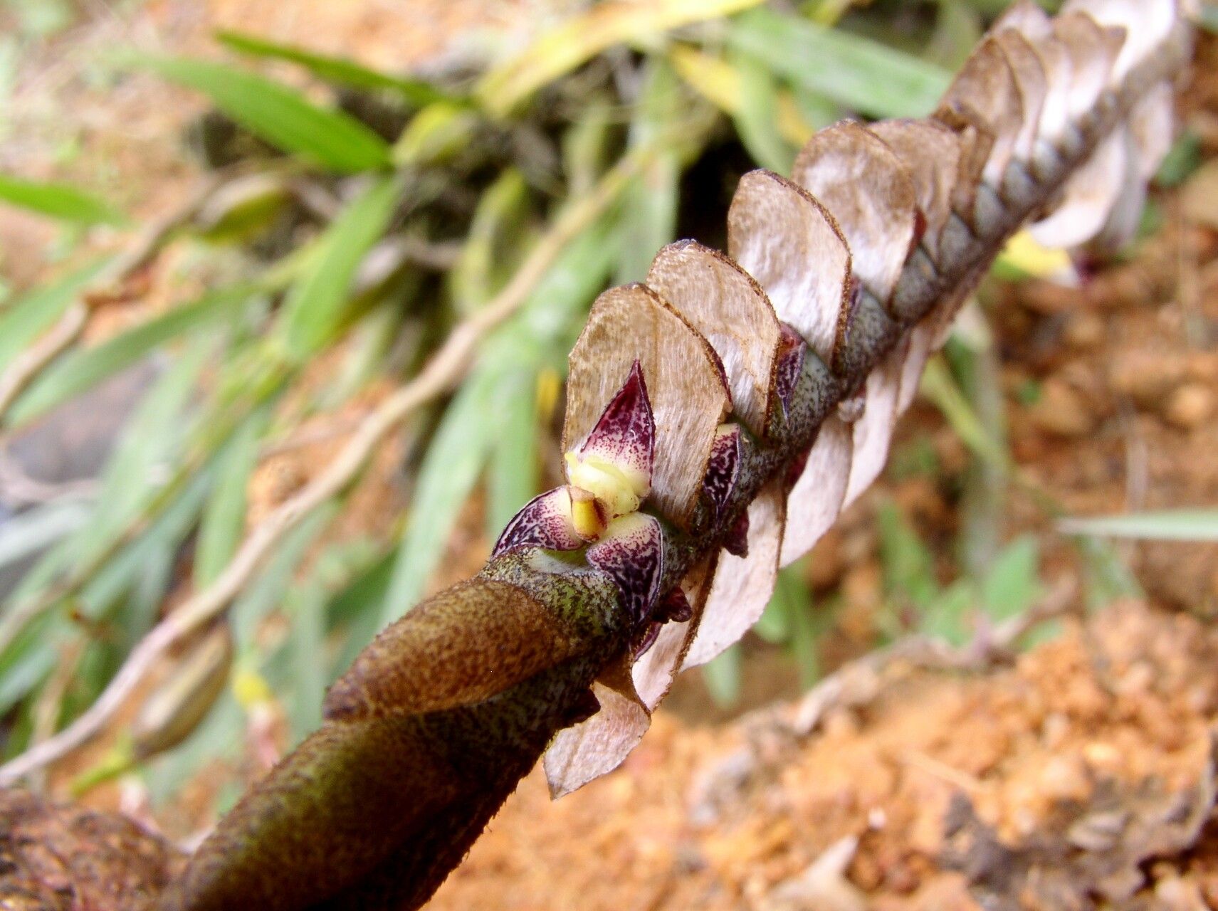 Bulbophyllum tetragonum — houseplant care guide