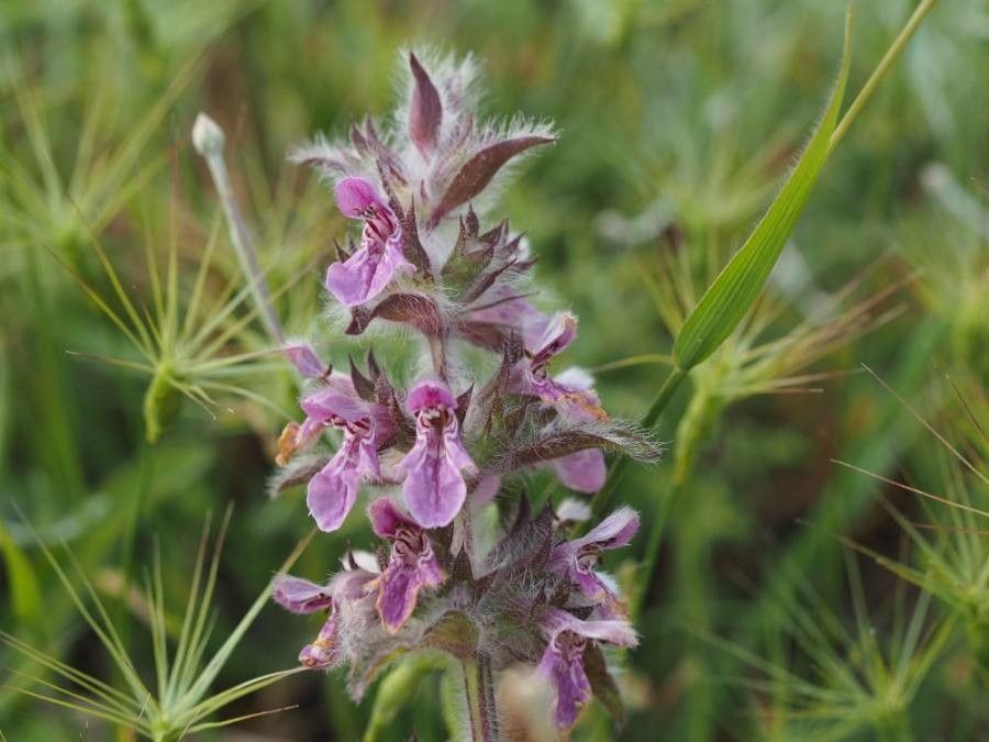 Stachys heraclea flower